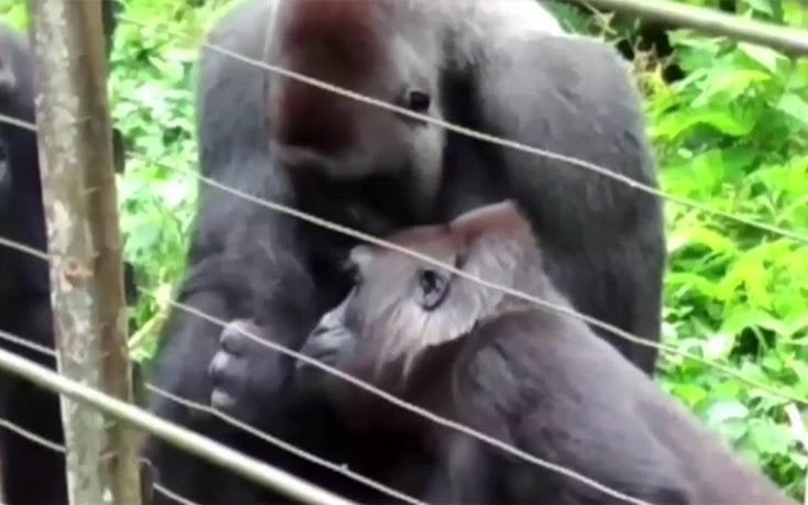 Μία απρόσμενη φιλία στο ζωικό βασίλειο (βίντεο)
